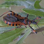 Cimice assassina - Rhynocoris iracundus (Poda, 1761)