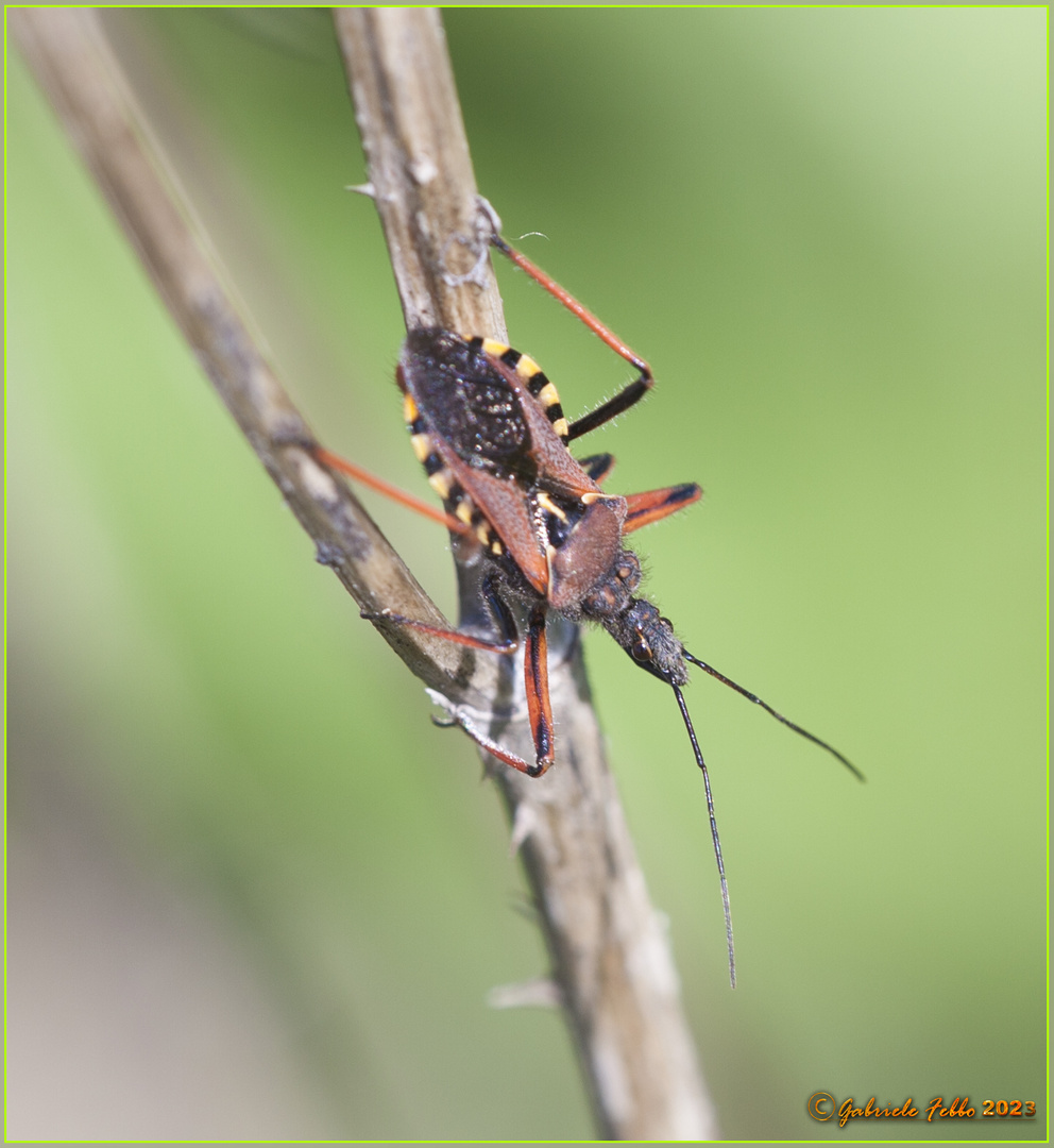 Cimice assassina Rhynocoris iracundus (Poda, 1761)