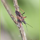 Cimice assassina Rhynocoris iracundus (Poda, 1761)