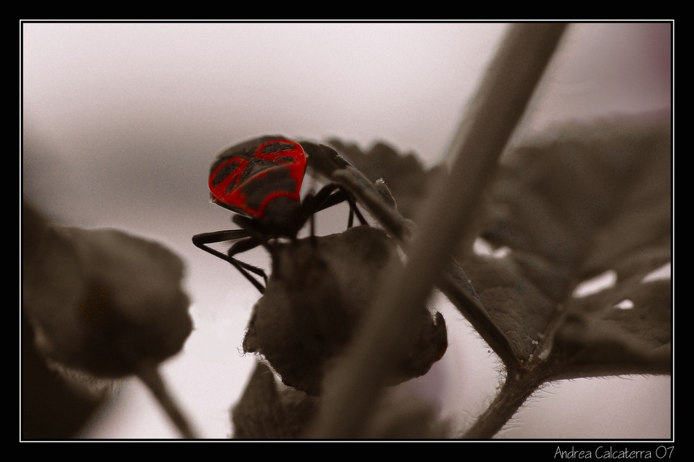 Cimice del fuoco (Pyrrhocoris apterus)