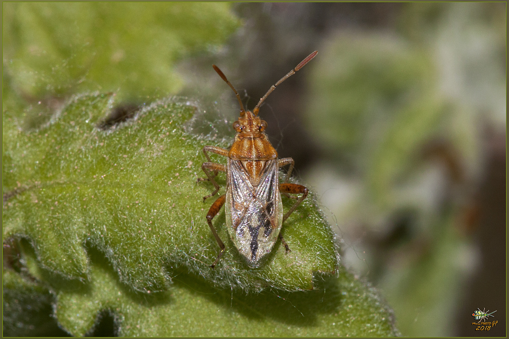 Cimice del nocciolo - Gonocerus acuteangulatus  (Goeze, 1778)