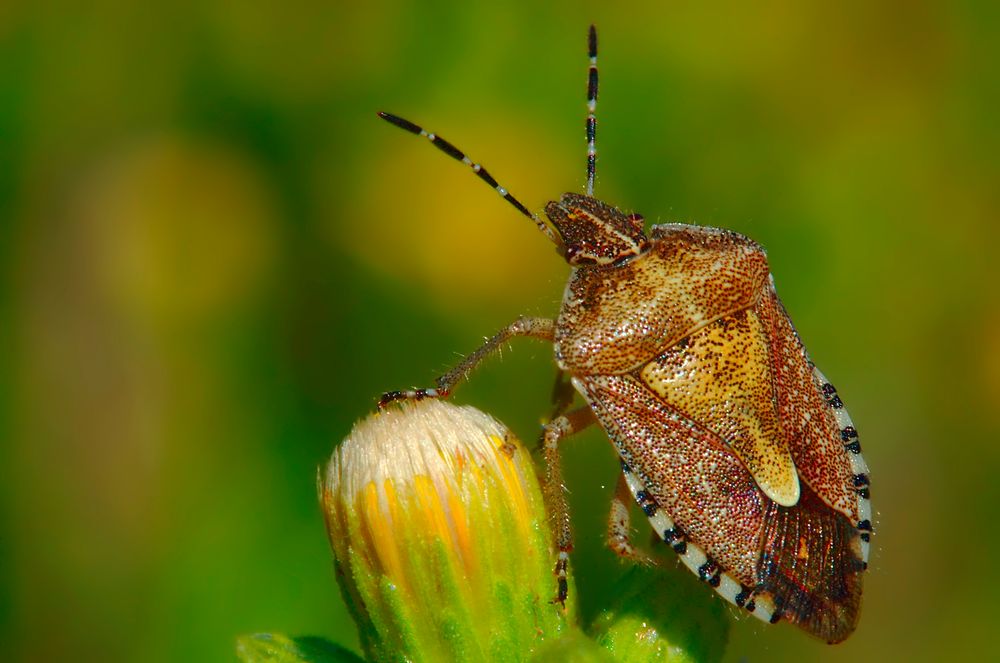 Cimice di Fabio Genovieri 