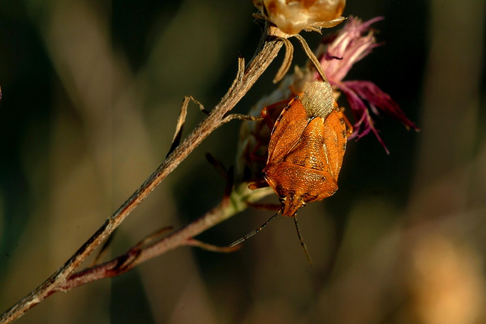 Cimice rossa