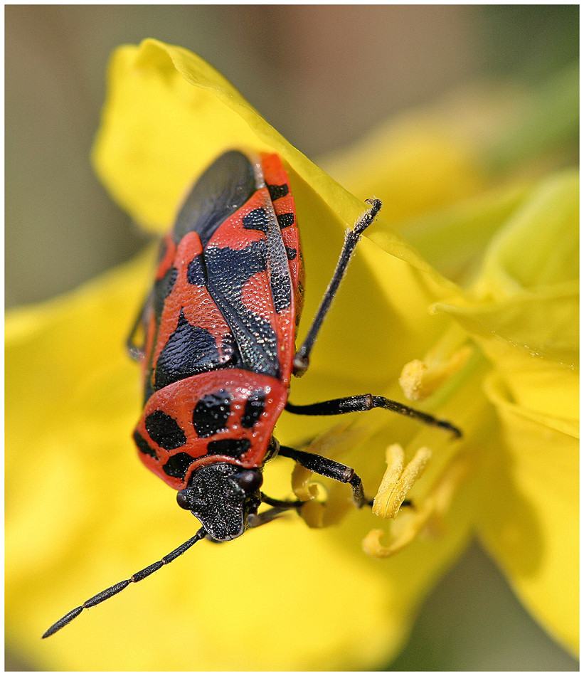 "Cimicetta rosso nera"