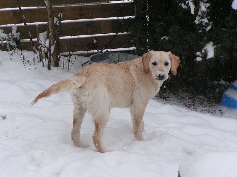 Cina the white nose Hund :-)