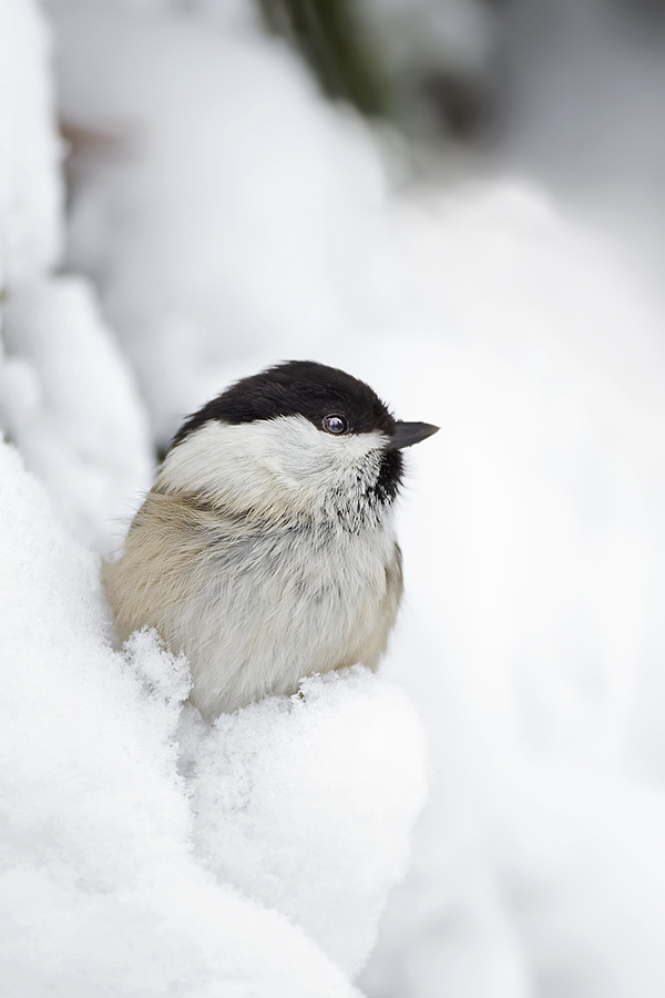 Cincia Bigia posata nella neve