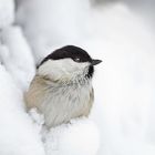 Cincia Bigia posata nella neve