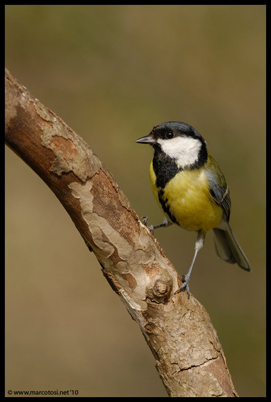 Cinciallegra (Parus major)