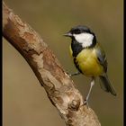 Cinciallegra (Parus major)