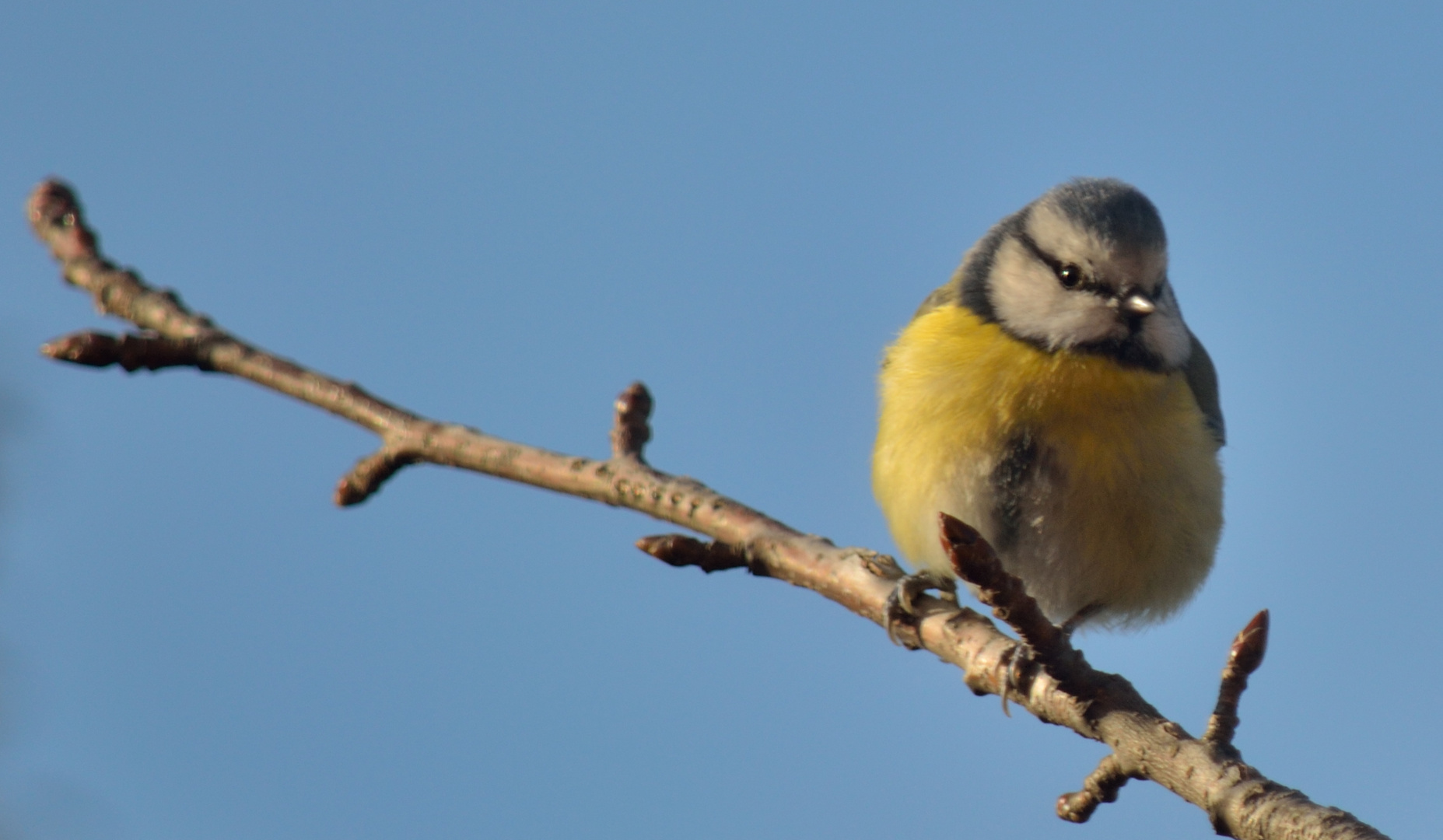 Cinciarella. Blue tit.