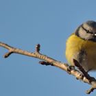 Cinciarella. Blue tit.