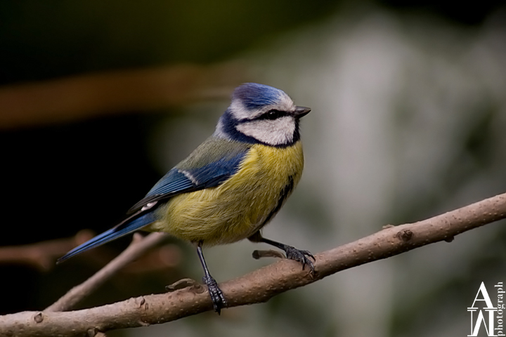 Cinciarella (Parus caeruleus)