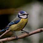 Cinciarella (Parus caeruleus)