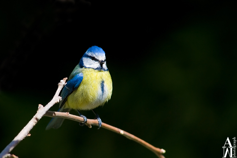 Cinciarella (Parus caeruleus)