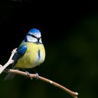 Cinciarella (Parus caeruleus)