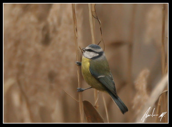 Cinciarella (Parus caeruleus)