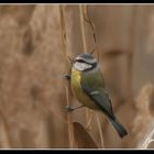 Cinciarella (Parus caeruleus)