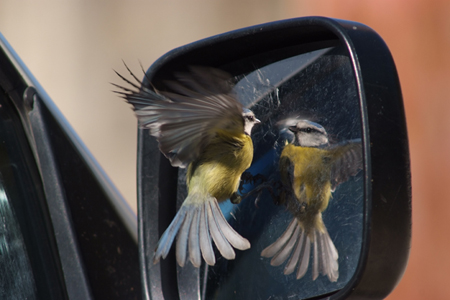 Cinciarella - Parus caeruleus - Sardegna