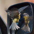 Cinciarella - Parus caeruleus - Sardegna