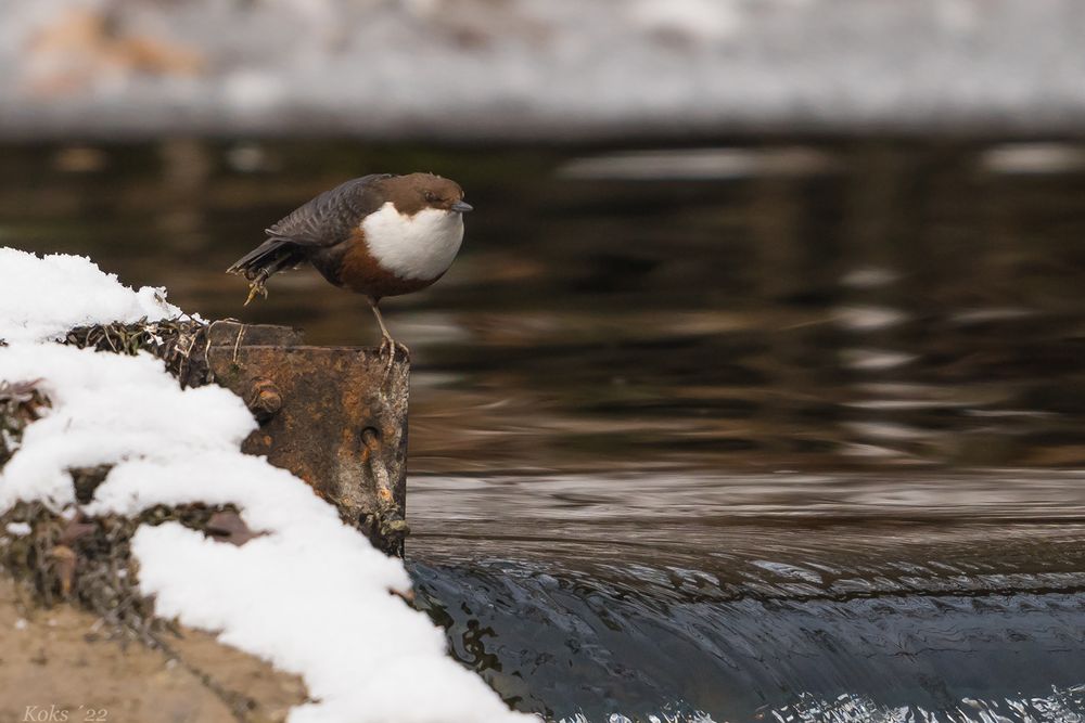 Cinclus acrobat