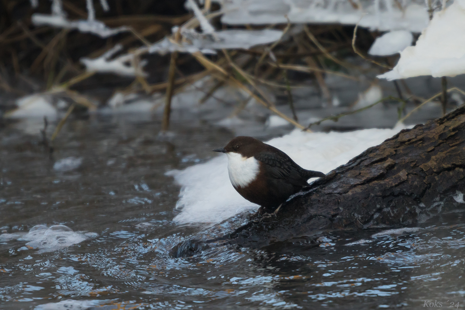 Cinclus cinclus