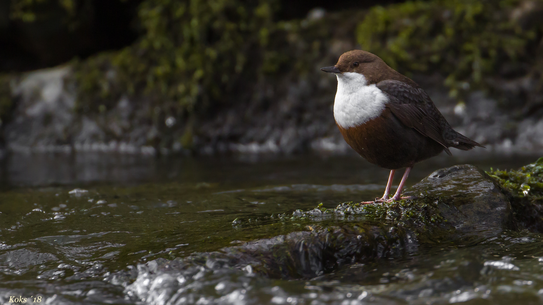 Cinclus cinclus Foto & Bild tiere, wildlife, wild lebende vögel