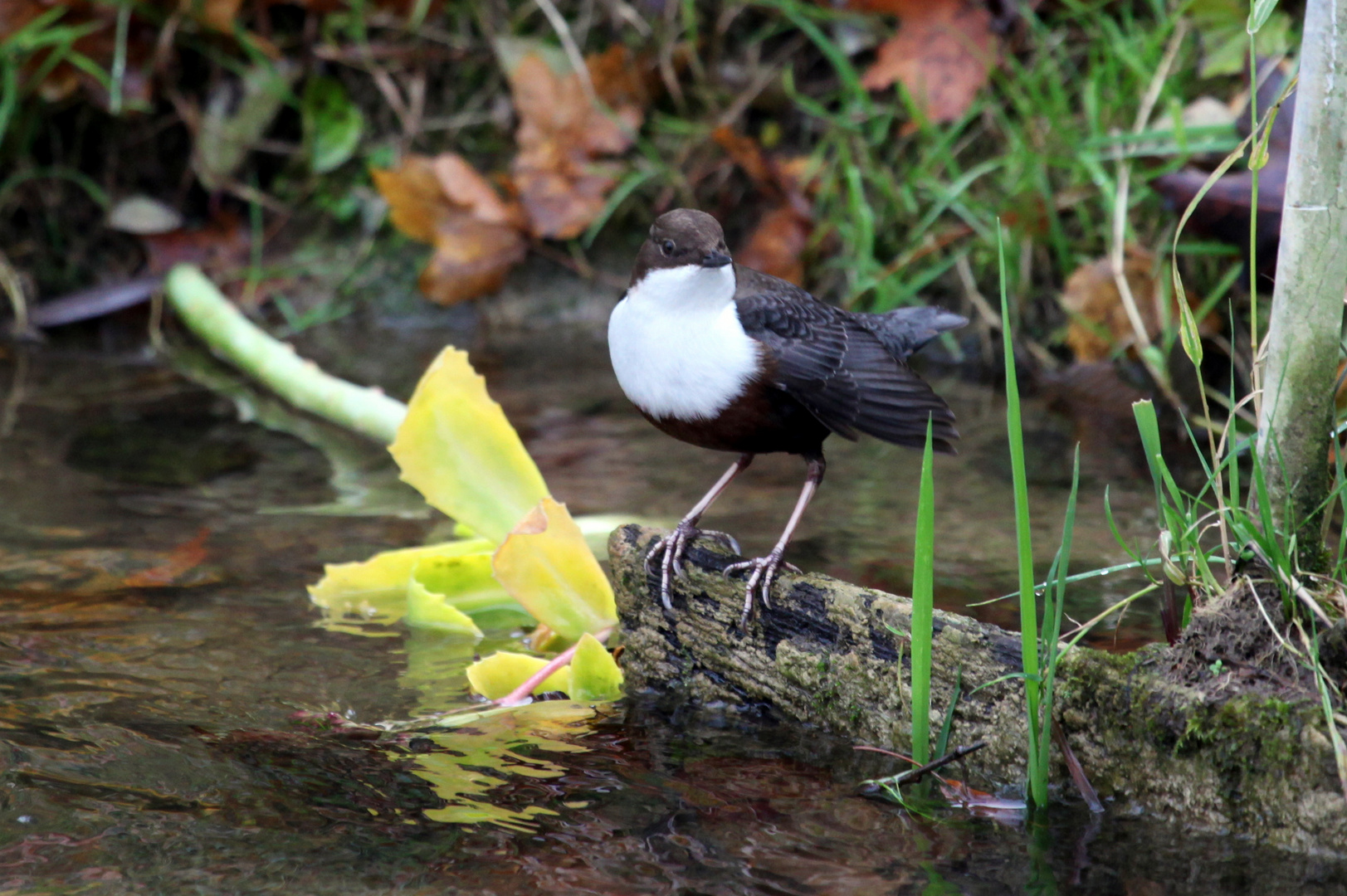 cinclus cinclus die zweite ( Wasseramsel )