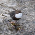 Cinclus cinclus ( Wasseramsel )