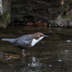 Cinclus cinclus - Wasseramsel