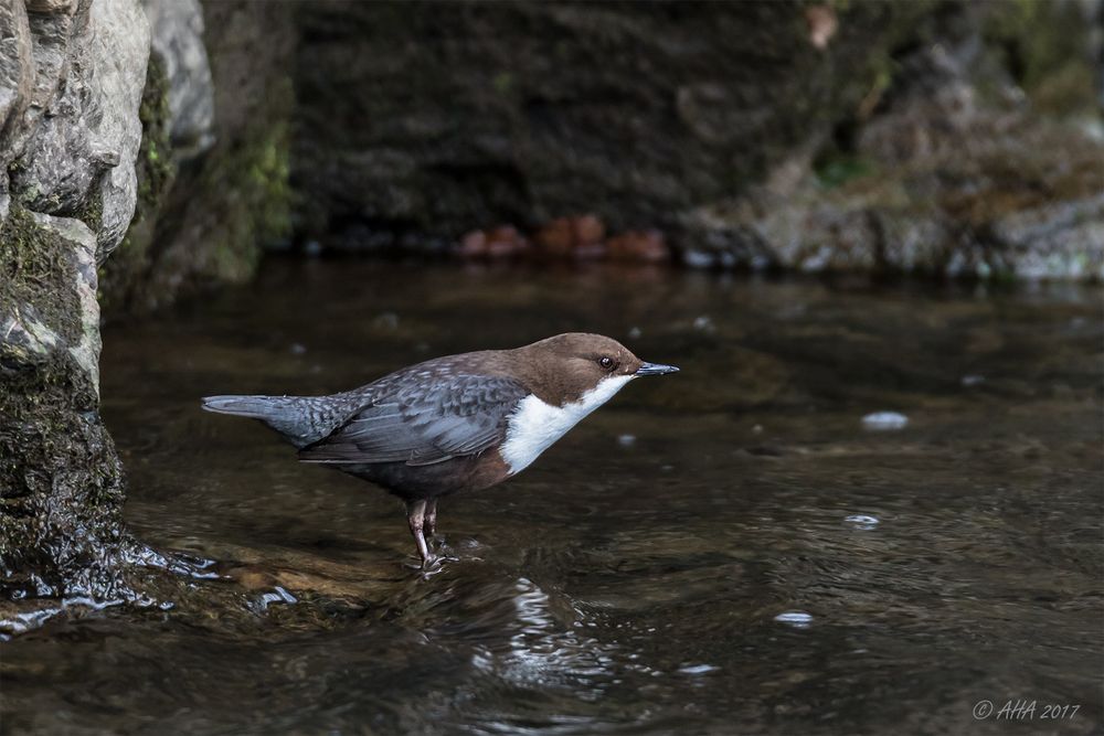 Cinclus cinclus - Wasseramsel