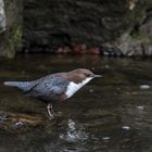 Cinclus cinclus - Wasseramsel