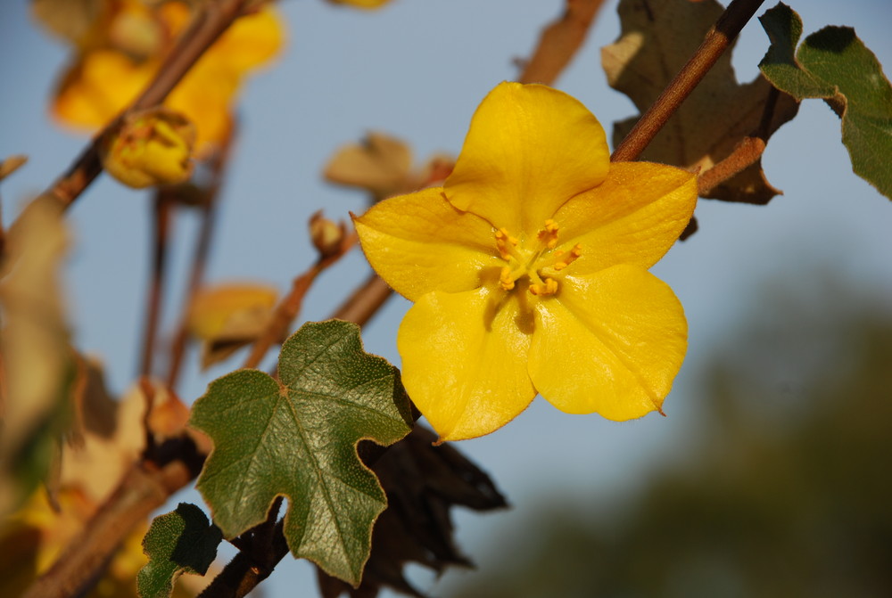 Cinco petalos