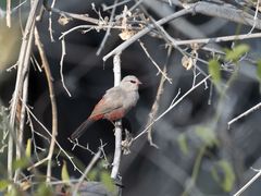 Cinderella Waxbill