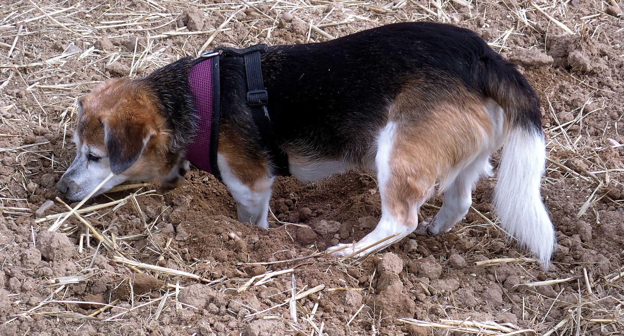 Cindy hat eine Maus gerochen ...