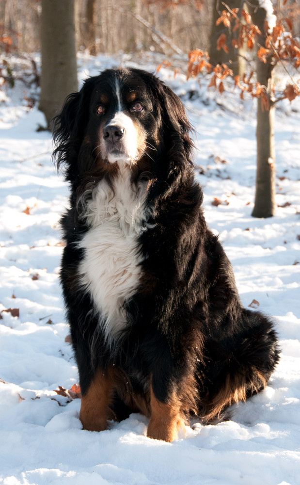 Cindy im Schnee