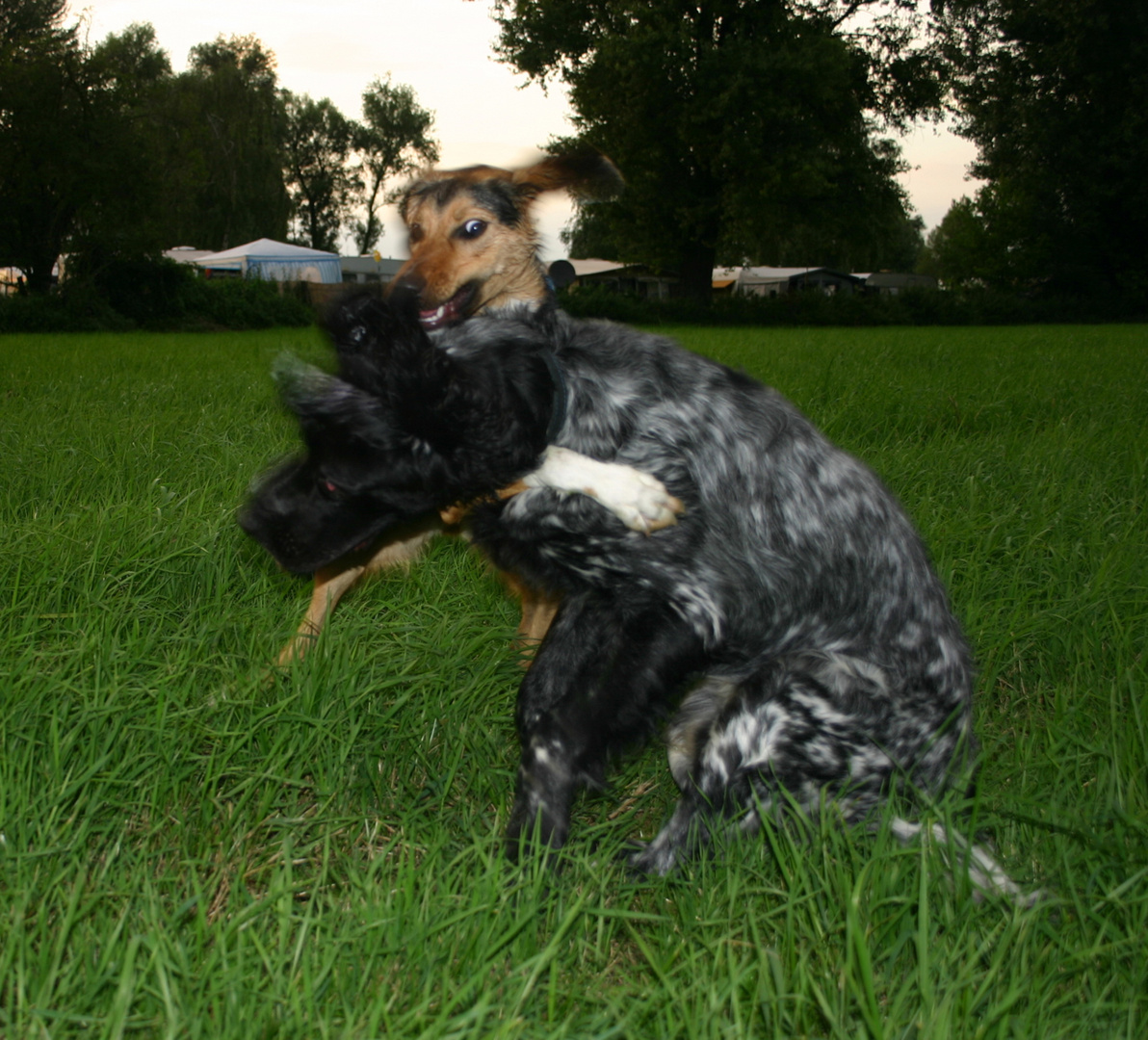 Cindy und Gizmo