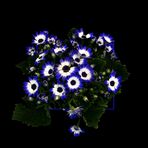 Cineraria-1