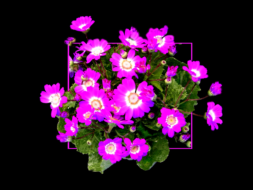 Cineraria-2