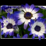 cineraria-3