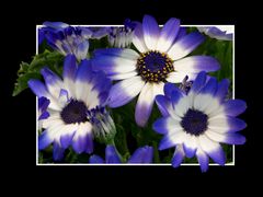 cineraria-3