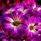 cineraria