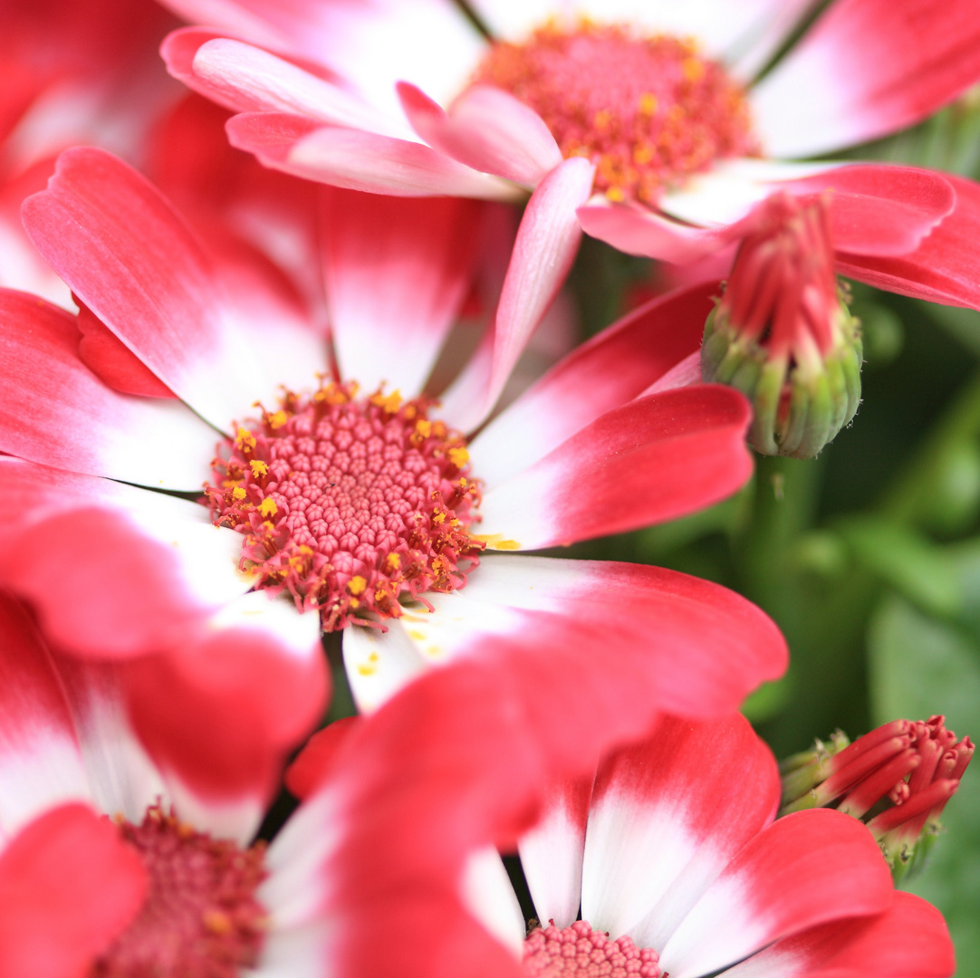 Cineraria Blüten