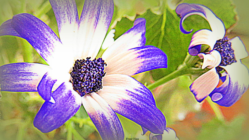 Cineraria oder Aschenblume