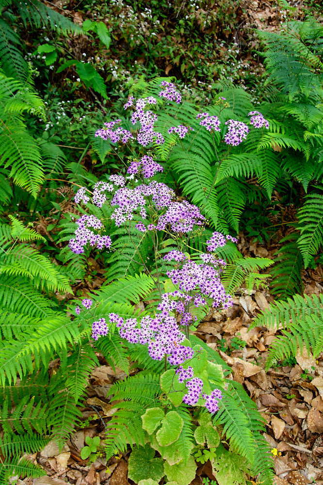 Cinerarie (Pericallis)