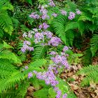 Cinerarie (Pericallis)