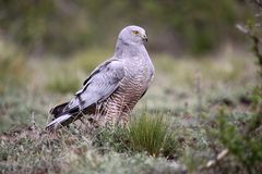 Cinerous Harrier