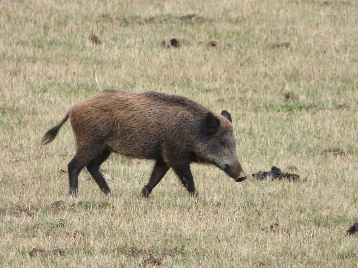 Cinghiale a spasso