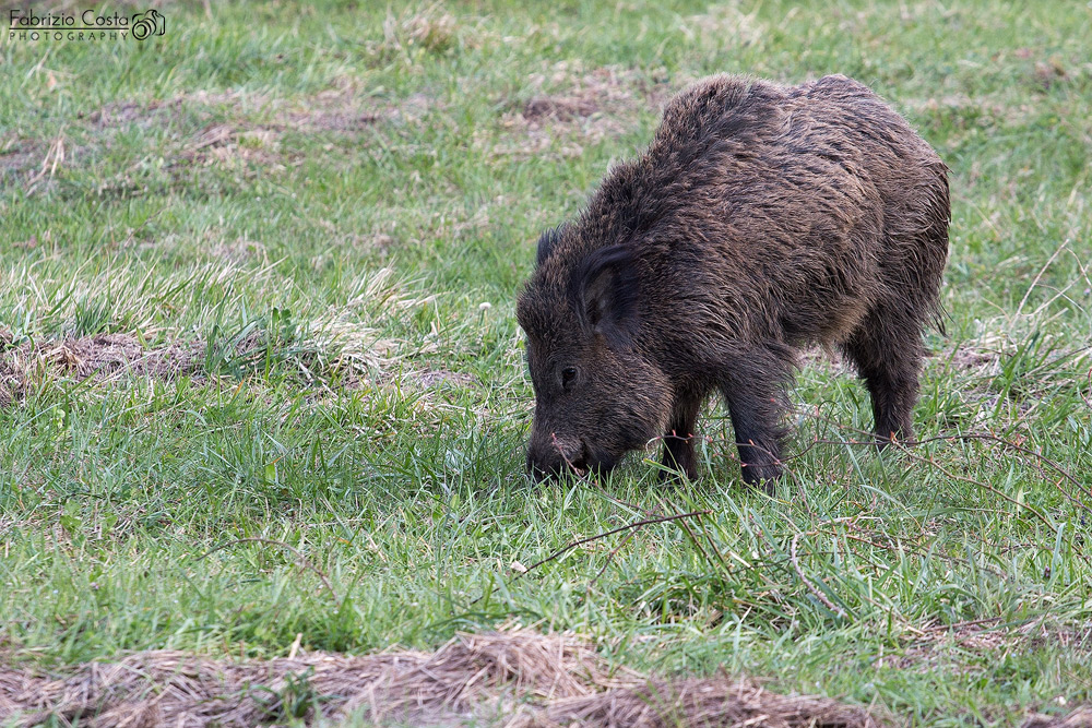 Cinghiale al pascolo