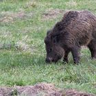 Cinghiale al pascolo