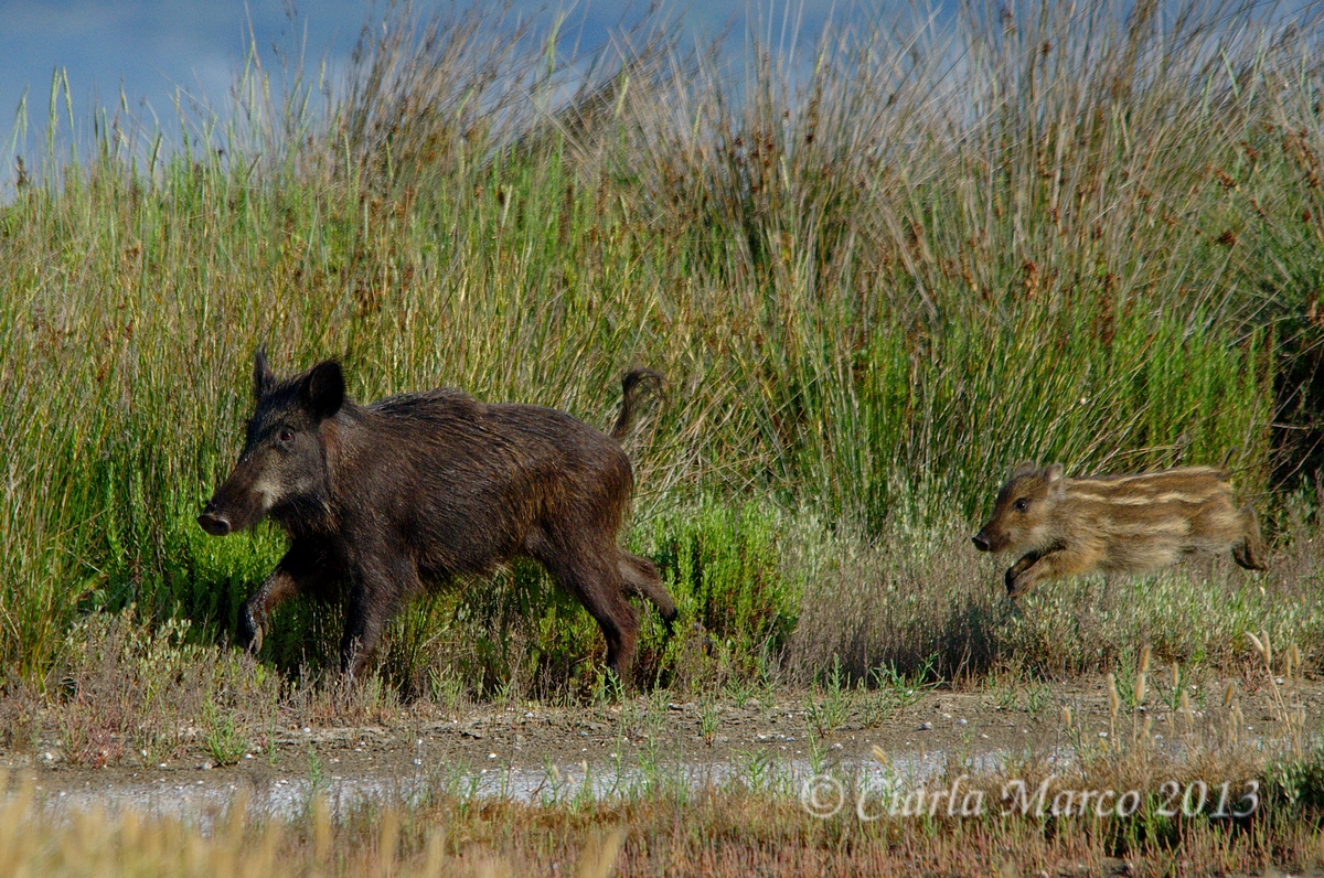 Cinghiale con il piccolo